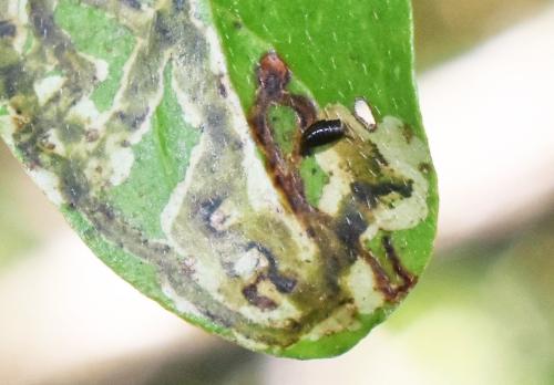 Phytomyza agromyzina